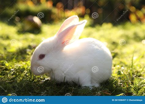 Cute White Rabbit On Green Grass Outdoors Stock Image Image Of