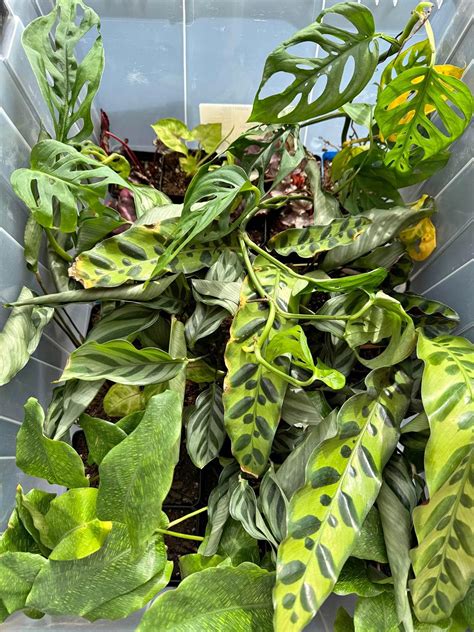Ficus Benjamina Plants for sale in Mesa, Arizona | Facebook Marketplace