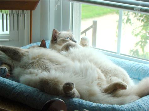 Two Lazy Cats Lazy Cat Cute Animals Cats Kittens Pretty Animals