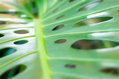 Close Up View Of A Monstera Deliciosa Leaf Big Green Monstera Leaf