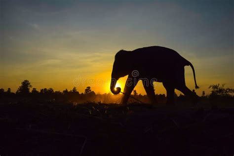 Elephant Silhouette At Sunset Stock Image Image Of Park Painting