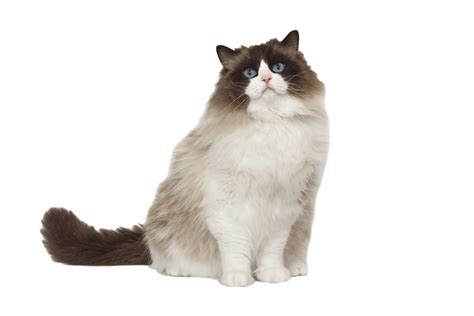Ragdoll Cat Png Photo Png All Png All