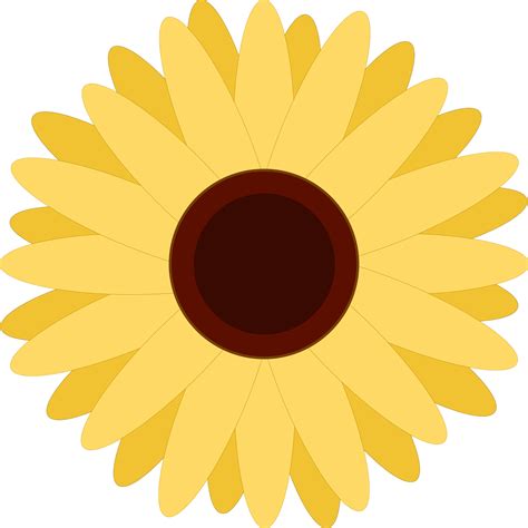Sunflower Flower Petals Yellow Free Vector Graphic On Pixabay
