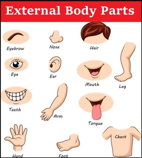 Body Parts Names With Pictures In English And Hindi