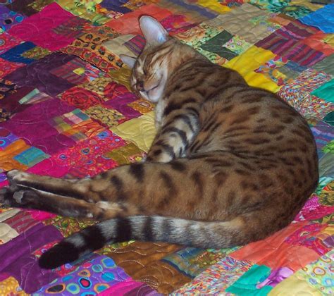 I have a bengal and he is a very good cat, but he requires a bengal cats are part leopard. Fibermania: Make Me a Quilt : Georgina