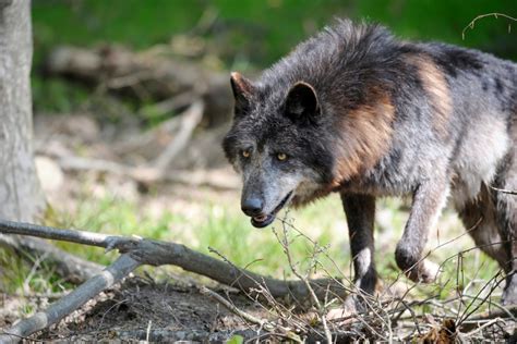 Three wolves shot dead after escaping from one of Britain's biggest ...