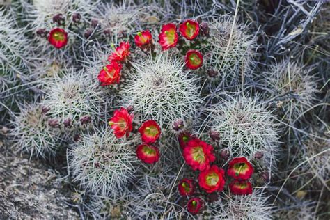 Claret Cup Hedgehog Cactus In Arizona Sights Better Seen