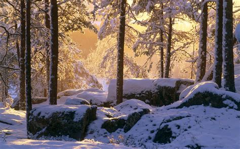 Winter Thick Snow Forest Trees Sunshine Wallpaper Nature And