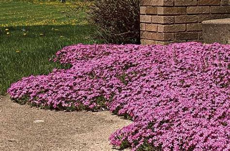 Las 10 Mejores Plantas Perennes Durante Todo El Año Plantas Todo El