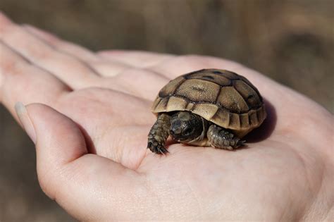 Best Small Tortoise Species For Beginners Nature Discovery