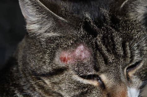 Cat Skin Disorders Pics Cat Meme Stock Pictures And Photos