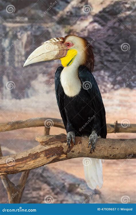 Wreathed Hornbill Stock Image Image Of Life Borneo 47939657