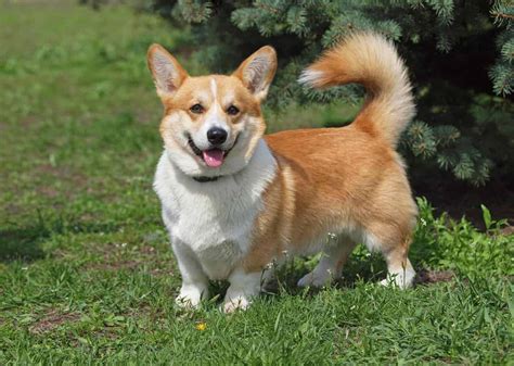 13 Corgle Breed Facts A Guide To The Beagle Corgi Mix Pooch Authority