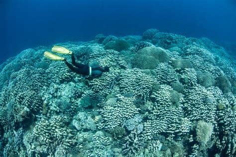 Spice Islands 2015 Pulau Hatta Banda Islands Coral Triangle Adventures