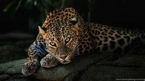 49 Jaguar Wallpaper Hd 1080p Images Pictureidokeren
