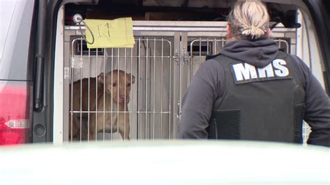 21 Dogs Saved From Detroit Dog Fighting Ring One Person Arrested