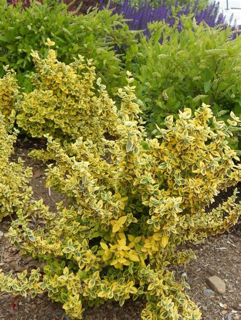 Euonymus Emerald N Gold Evergreen Shrubs Sun And Water Shrubs