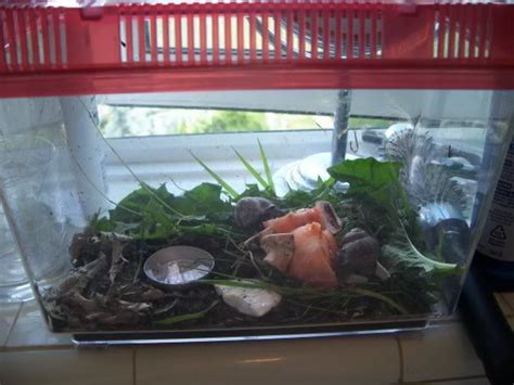 Giant African Land Snails Complete Care Guide Hubpages