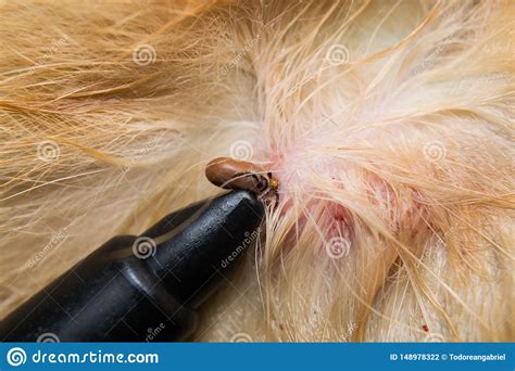 Removing A Tick From Dog Skin With Tick Lasso Stock Photo Image Of