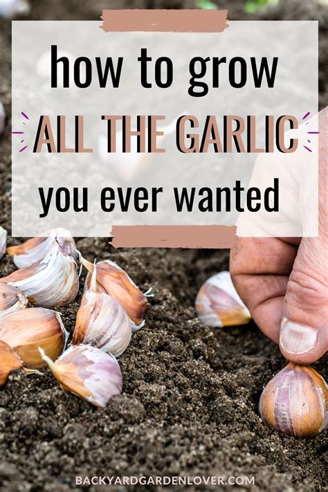 How To Grow Garlic From A Clove Planting Garlic Backyard Vegetable