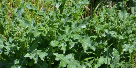 Weeds Control In The Winter And Common Winter Weeds In Georgia