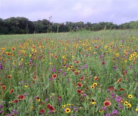 Native trees for north texas. WILDFLOWERS, NATIVE TEXAS MIX (390015) | East Texas Seed ...