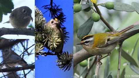Account Passeriformes06 Bird Families Of The World