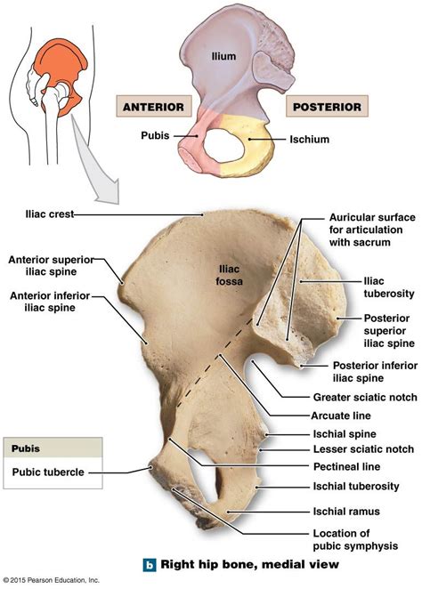 Right Hip Bone Medial Views Anatomy Bones Medical Anatomy Body Anatomy