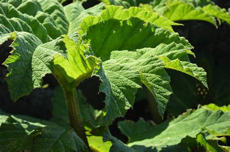 How To Create An Amazing Natural Insecticide From Rhubarb Leaves