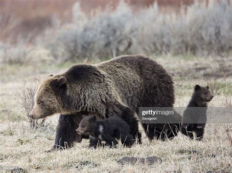 Mother Grizzly Bear With Cubs High Res Stock Photo Getty Images