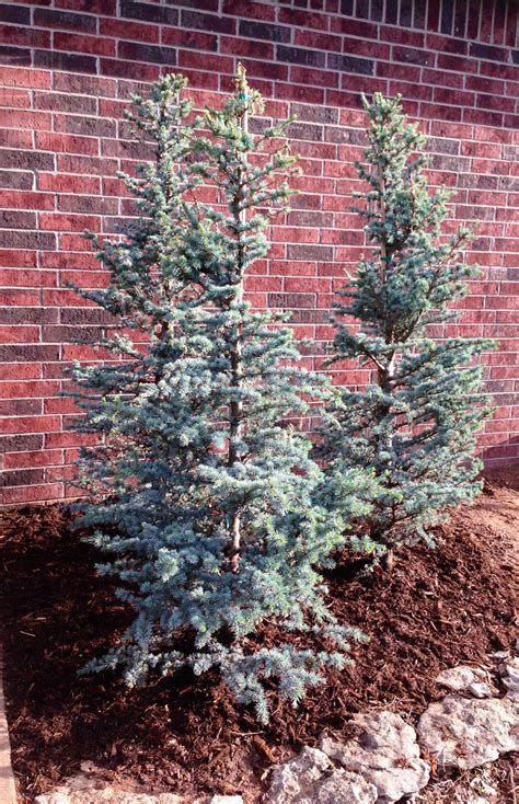 Pin By Gardening With Trees On Garden Blue Tree Landscaping Conifers