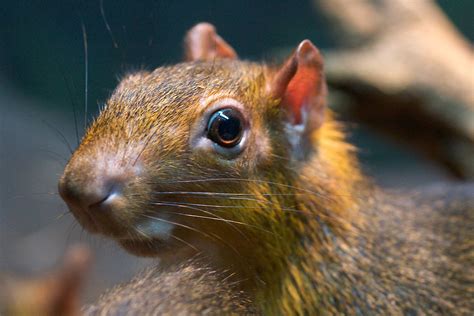 Explore our interactive park map, plan the perfect day out, access key park info, navigate like a pro plus unlock fun interactive features to make your day extra wild! Red-Rumped Agouti | Connecticut's Beardsley Zoo