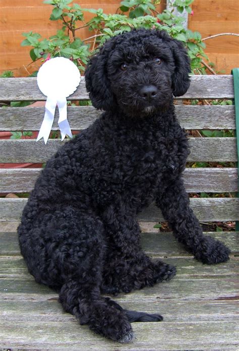 spanish water dog info temperament puppies pictures