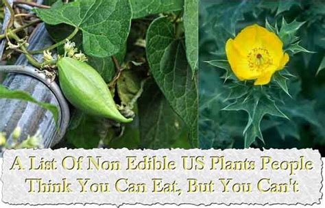 A List Of Non Edible Us Plants People Think You Can Eat But You Cant