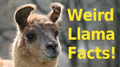 Top 10 Weird Llama Facts You Didnt Know Youtube