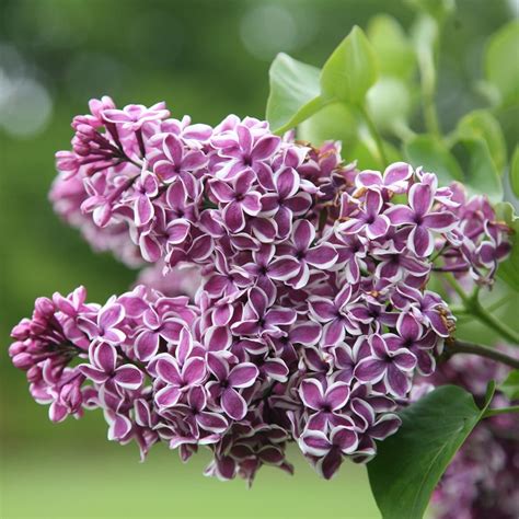 Buy Common Lilac Syringa Vulgaris Sensation Delivery By Waitrose Garden