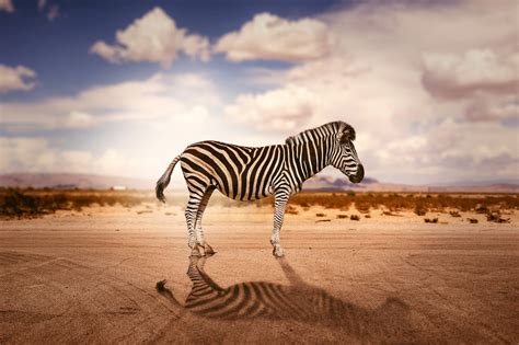 Zebra Shadow Pattern Free Photo On Pixabay