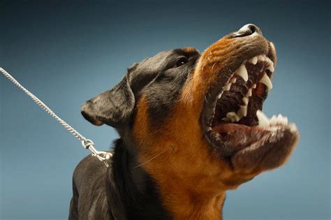 How To Stop Dog Aggression