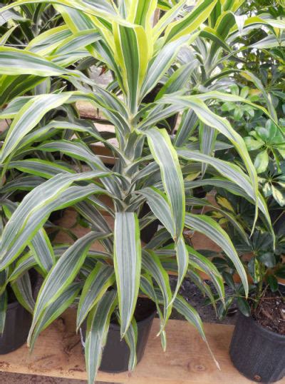 How To Grow Dracaena Fragrans Corn Plant The Gardening