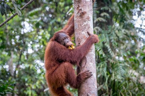 Orangután, orangutanes, del orangután, orangután de, el orangután. Borneo Orang Utan - Eine Reise zu den Orang Utans auf Borneo