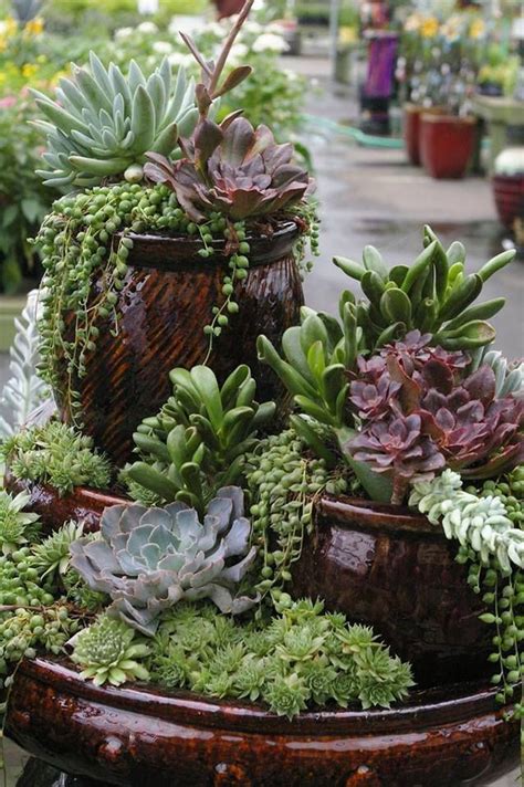 10 Succulent Plants Decorating Ideas Decoomo