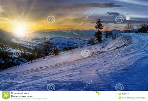 Spruce Tree On Snowy Meadow In Mountains Time Change Concept Stock