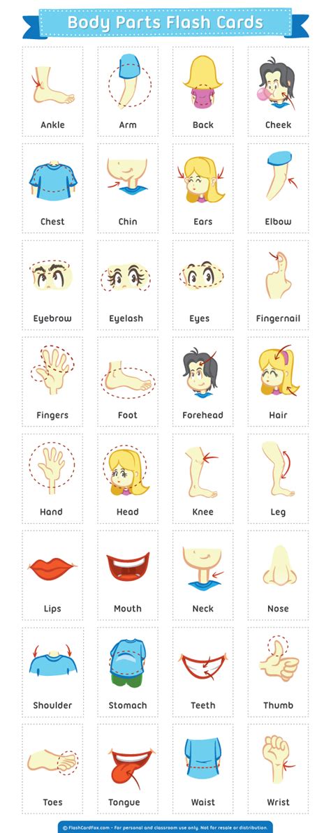 Printable Body Parts Flash Cards