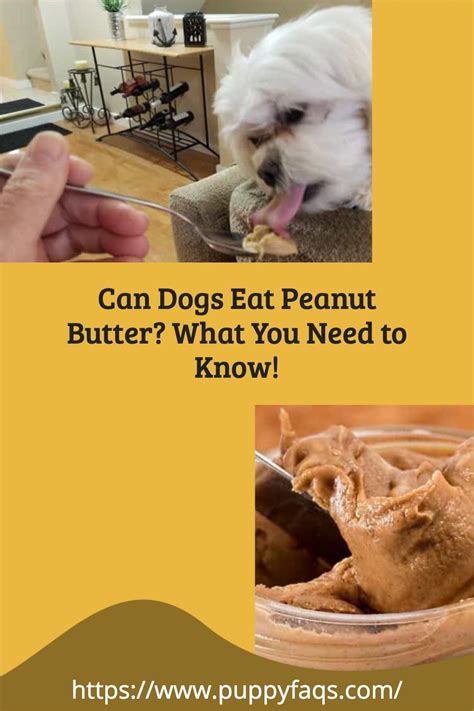Can Dogs Eat Peanut Butter What You Need To Know Can Dogs Eat Dog