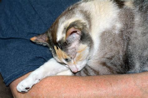 Portrait Of Calico Cat Sleeping On Arm Stock Photo Image Of Black