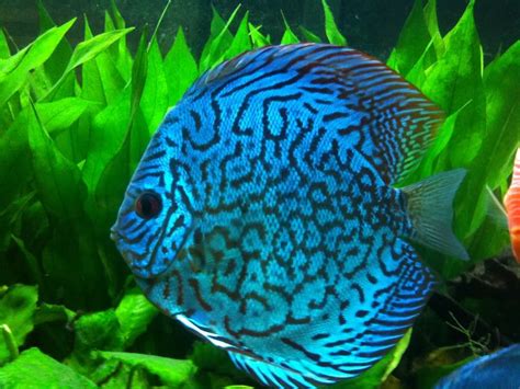 Blue Discus Fish Update Pictures For The Atlum Flora Altum X