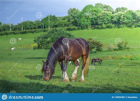 Beautiful Brown Horse Grazing In A Meadow And Eating Grass In A Green