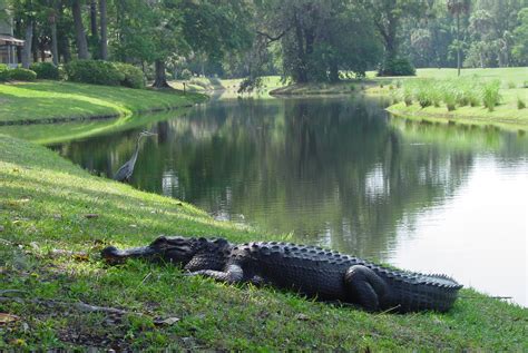 I Saw An Alligator Today On Beautiful Hilton Head Island Ilots Blog