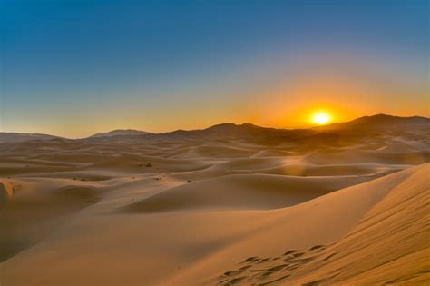 Humpback Of The Sahara Camel Trek Merzouga Desert Morocco