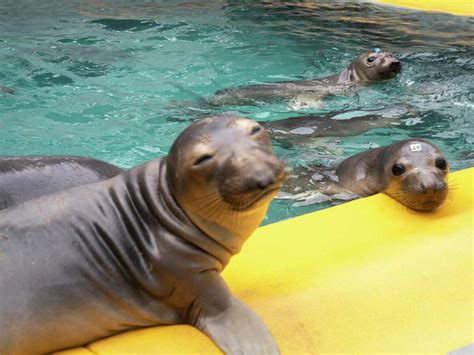 An Inside Look At Marins Newly Reopened Marine Mammal Center